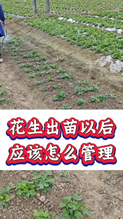 花生出苗以后，怎么管理才能够让花生多开花多下针籽粒饱满。