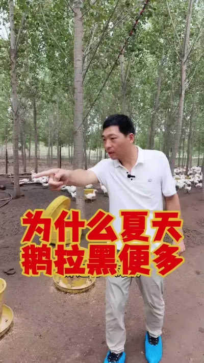 为什么夏天鹅拉黑便多？都是霉菌惹的祸！#养鹅人 #养鹅 #狮头鹅 #养鹅技术 #鹅苗