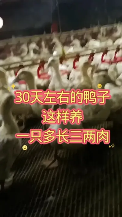 30天左右的鸭子这样养一只多长三两肉 #肉鸭养殖 #养鸭人 #养殖技术