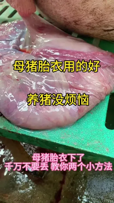 #养猪人加油干 #三农养猪 #养猪人不容易 #三农 #自繁自养