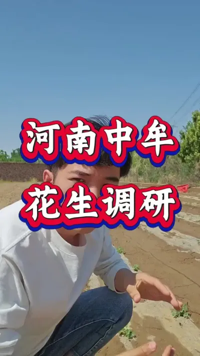 河南中牟花生调研，带您了解更多花生种植技术，教您更专业的种植花生，提高花生亩产。#花生种植 #花生高产 #种花生 #花生种植管理技术 #花生高产种植