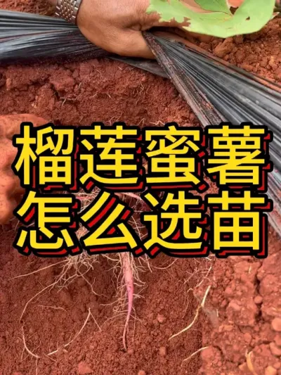 别再问我为什么你的榴莲蜜薯都是柴根了我不能说，也永远不会说。#农业种植 #红薯种植 #红薯种植技术 #红薯 #榴莲蜜薯