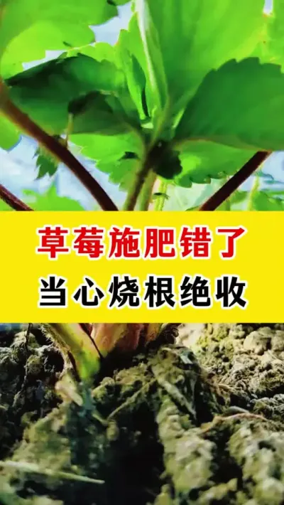 草莓施肥错了，当心烧根绝收#草莓种植 #种植小技巧 #农业种植技术 #种植技术 #dou上热门 @DOU+小助手