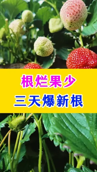 根烂果少，三天爆新根#草莓种植 #农业种植 #三农 #种植小技巧 @巨大星-龙灯水溶肥源头厂家