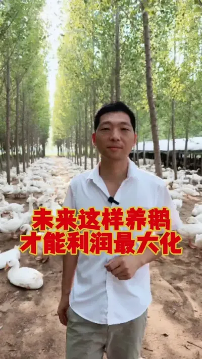 未来只有这样养鹅，才能做到利润最大化。#养鹅人 #养鹅 #鹅苗 #狮头鹅 #养鹅技术