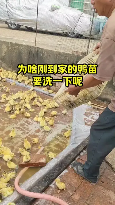 为啥刚到家的鸭苗，要洗一下呢#抖音三农#养鸭#养殖