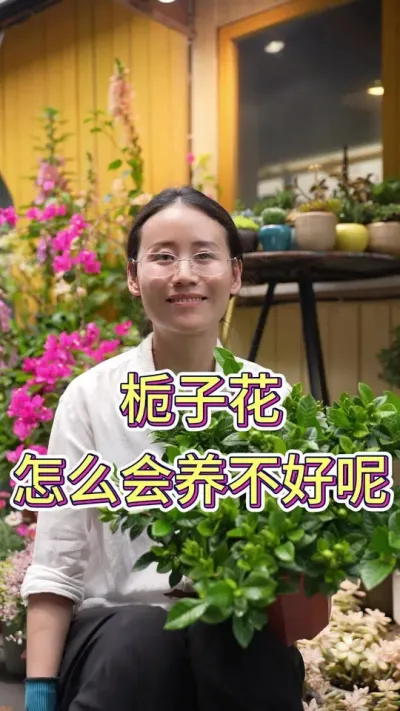 栀子花怎么会养不好呢#栀子花#栀子花养护 #养花小知识 #养花人的乐趣 #养花我是认真的