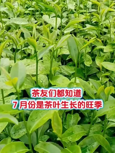 #茶树种植 #茶园管理 #芽丰香 #抖音助农扶农 #好茶园科学管理是重点