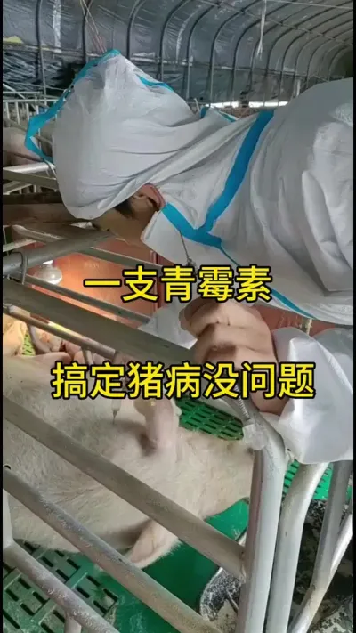 #养猪人 #自繁自养 #养猪人的日常生活 #三农 #适合全国各地饲养