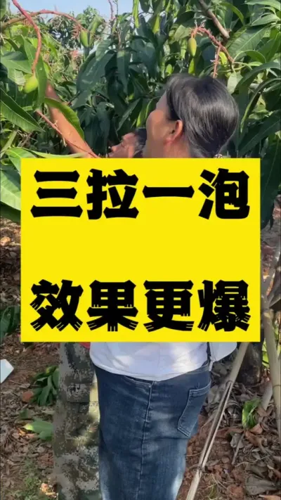 小金煌芒拉长膨大靓果技术效果回访 #拉长膨大靓果技术 #果树种植 #芒果种植技术