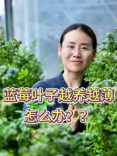 蓝莓叶子越养越薄，该怎么办#蓝莓 #蓝莓种植 #养花小知识 #养花人的乐趣 #花卉绿植盆栽