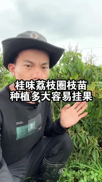 桂味荔枝圈枝苗种植多大容易开花挂果呢？带大家苗圃看看 #果树种植 #桂味荔枝#荔枝苗