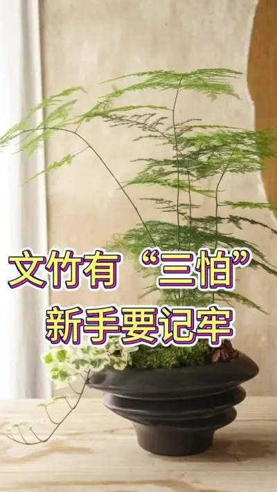 文竹有三怕，新手要记牢#花卉绿植 #养花小知识 #养花人的乐趣 #文竹黄叶 #文竹怎么养