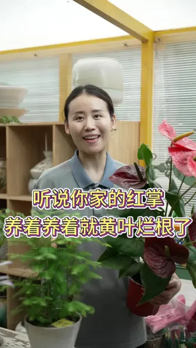 听说你家的红掌养着养着就黄叶烂根#红掌 #红掌盆栽 #花卉绿植 #养花小知识 #养花我是认真的