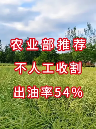 国审认证十几年，试试这个铁杆油菜 #高产油菜种子  #油菜种植技术  #农业致富项目  #种子测评  #油菜种植