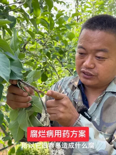 #新农人计划2025 #果树管理 #果树种植 #病虫害防治 #果树修剪