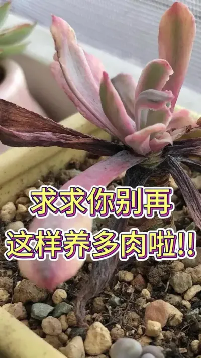 求求你不要再这样子养多肉了#多肉养护 #多肉植物 #养花小知识 #花卉盆栽 #养花的我太难了