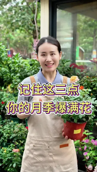 记住这3点，你的月季爆满花#花卉绿植 #养花小知识 #养花人的乐趣 #月季花节 #月季养护