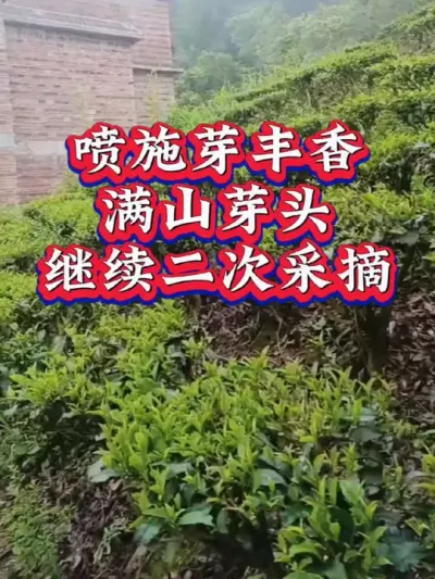 #茶树种植 #茶树种植技术与管理 #茶树修剪 你的采二茶了吗