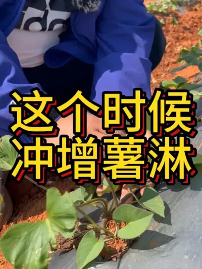 所有红薯生长都有特性，掌握它，你就能做好#农业种植 #红薯种植 #红薯种植技术 #节点施肥 #增薯淋