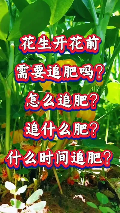 花生开花前需要追什么？需要追什么肥？怎么追肥？什么时间追肥？#花生种植 #花生高产 #种花生 #花生种植管理技术 #花生高产种植技术
