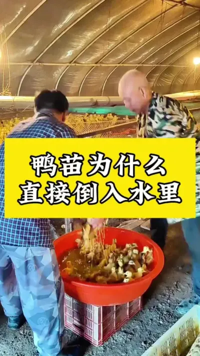 鸭苗为什么，直接倒入水里#科学养鸭 #养鸭流程 #养鸭技术 #养鸭专业户
