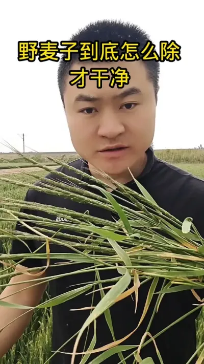 #抖音助农 #农业种植 #病虫害防治 #植保知识 #肥料