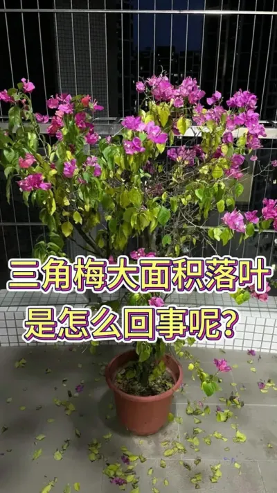 三角梅大面积落叶，是怎么回事？#三角梅 #三角梅养护 #养花小知识 #养花人的乐趣 #花卉绿植