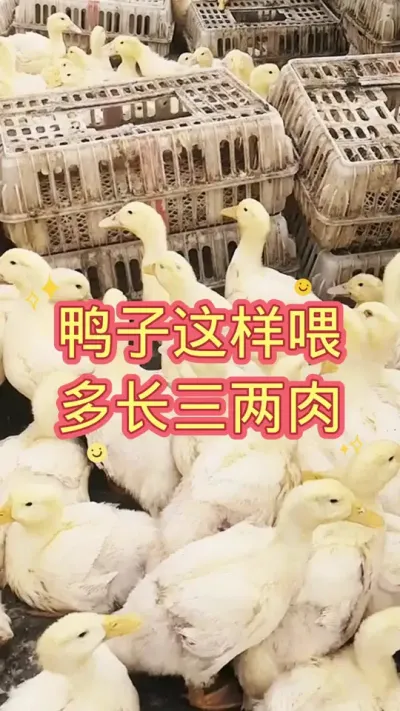 鸭子这样喂多长三两肉 #鸭 #肉鸭养殖 #养鸭人 #黄金肥乐 #养殖技术