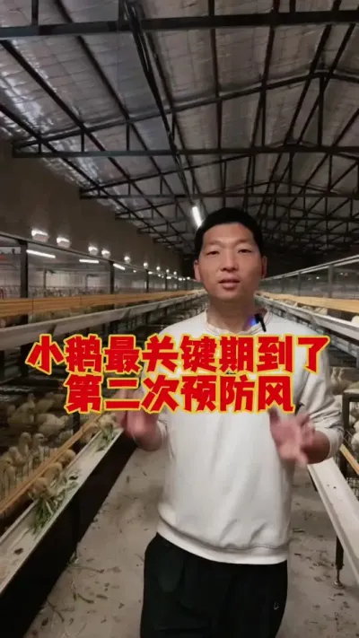 小鹅11天到了最关键期，第二次预防小鹅风，可以这样做！#养鹅 #鹅苗 #狮头鹅 #养鹅技术 #小鹅痛风
