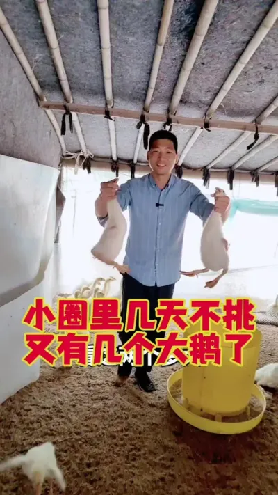 小圈里的弱鹅，几天不挑，又有大家伙了。#养鹅 #养鹅技术 #鹅苗 #狮头鹅 #养鹅人