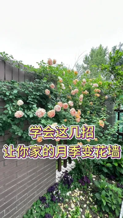 学会这几招，让你家的月季变花墙#月季养护 #月季花海惊艳了初夏 #养花人的乐趣 #养花小知识 #花卉绿植