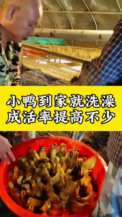 小鸭到家就洗澡，成活率提高不少#养鸭人 #养鸭技术分享 #养鸭流程 #养鸭专业户