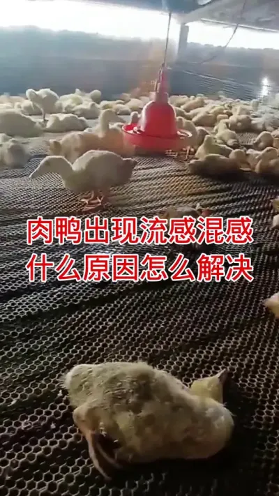 肉鸭出现流感混感什么原因怎么解决 #肉鸭技术指导 #肉鸭养殖 #养殖技术 #养殖技术交流 #养鸭人