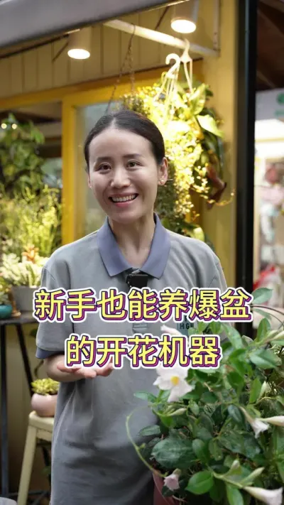 新手也能养爆盆的开花机器#飘香藤养护 #飘香藤一次开花就能年年开花 #养花小知识 #养花人的乐趣 #花卉绿植