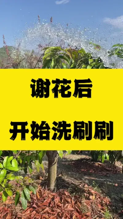 谢花后开始洗刷刷了 冲洗花渣#果树种植 #三农种植 #种植小技巧