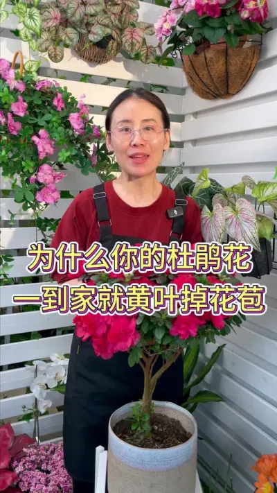 为什么你的杜鹃花一到家就黄叶掉花苞？#杜鹃花 #杜鹃盆景 #养花小知识 #养花人的乐趣 #花卉绿植养花