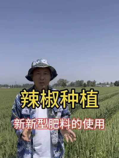 辣椒种植管理如何多开花结果#辣椒种植#辣椒高产