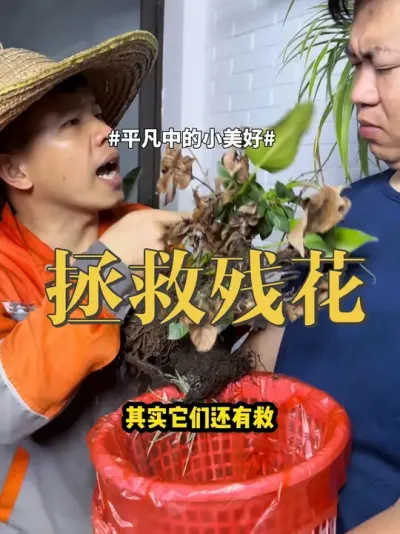 拯救残花 #养花 #多肉 #盆栽 养花养不好不要紧，你就像我这样做