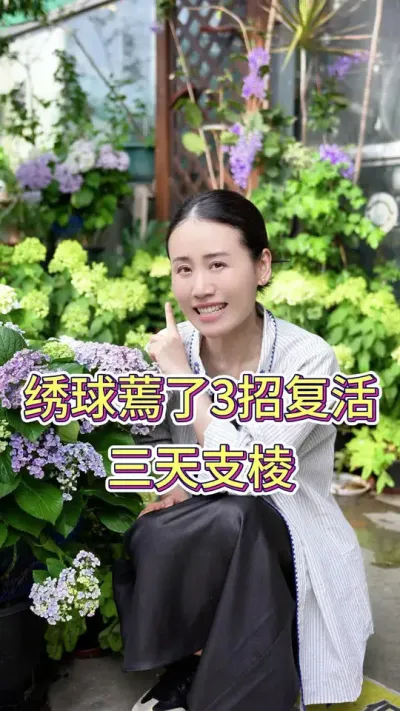绣球蔫了3招复活3天支棱#绣球#绣球花#花卉绿植 #养花人的乐趣 #养花小知识