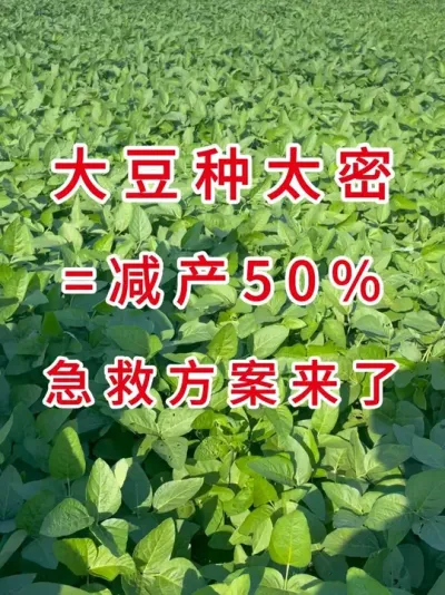 大豆播种密了这样救！ #三农流量扶持计划 #抖音助农 #大豆种植 #农业植保知识分享 #三农小知识