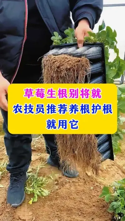 草莓生根别将就，农技员推荐养根护根就用它#草莓种植 #农业种植 #农业技术 #种植小技巧 
