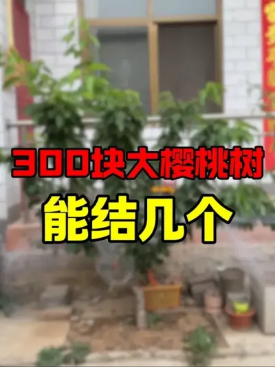大樱桃收获啦#大樱桃种植管理 #车厘子大樱桃#采摘樱桃