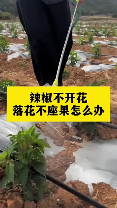 辣椒不开花，开花少不座果怎么办#农业种植 #三农 #抖音新农人