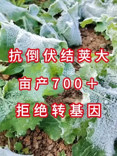 传统育种实现高产，种得放心安心 #高产油菜种子  #油菜种植技术  #农业致富项目  #越冬作物  #油菜种植