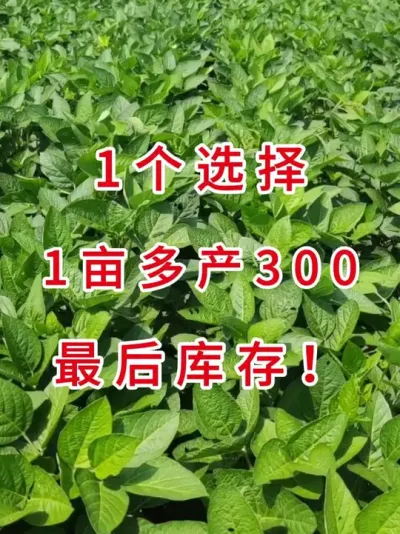 颗粒大粮贩子抢着收，下单就送高产技术手册 #三农流量扶持计划 #抖音助农 #农业种植 #大豆种植 #产量特别高
