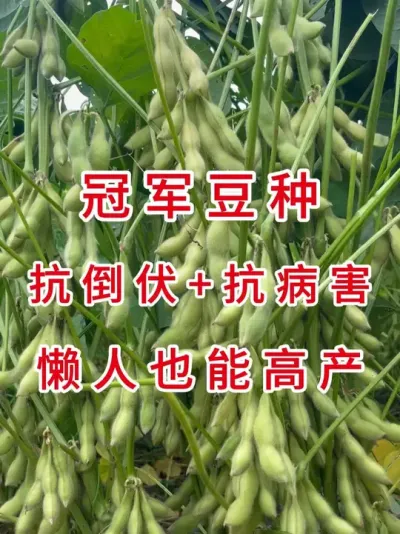 比普通大豆多赚2倍的秘密，就藏在这包种子里 #三农流量扶持计划 #大豆种植 #产量特别高 #抖音助农 #农业种植