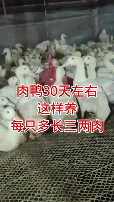 肉鸭30天左右这样养，每只多长三两肉 #自家养殖 #肉鸭养殖 #黄金肥乐 #养殖技术 #鸭子