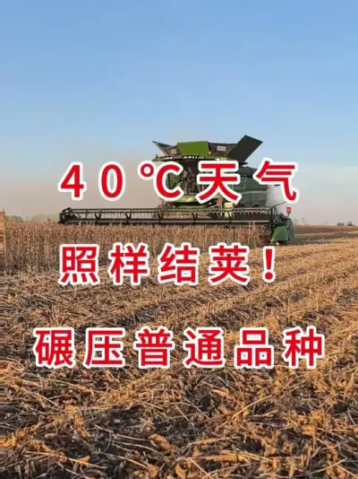 抗旱抗倒伏，比普通大豆多结30%豆荚 #三农流量扶持计划 #大豆种植 #产量特别高 #抖音助农 #农业种植