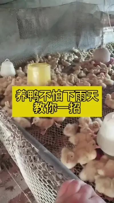 #肉鸭养殖 #养鸭人 #禽病防治 #养殖 #三农